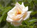 Parc floral 001